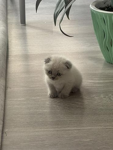 Шотландский вислоухий котёнок Малышка приучена к лотку, игривая и at lalafo.kg Шотландский вислоухий котёнок Малышка приучена к лотку, игривая и