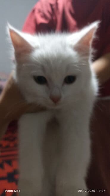 Белый котёнок - Окрас: полностью белый, розовый носик и ушки - at lalafo.kg Белый котёнок - Окрас: полностью белый, розовый носик и ушки -