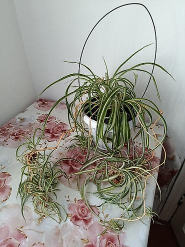 Хлорофитум (паучий растение) с пестрыми листьями в подвесном горшке at lalafo.kg Хлорофитум (паучий растение) с пестрыми листьями в подвесном горшке