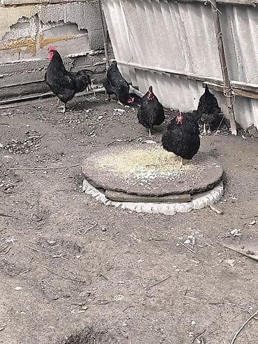 Продаю | Куры | Несушки at lalafo.kg Продаю | Куры | Несушки