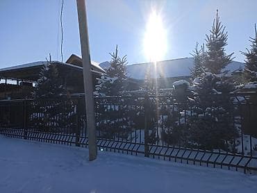 Продаю живые голубые ёлки высотой 3.5-до4-5 метров в высоту и пихты at lalafo.kg Продаю живые голубые ёлки высотой 3.5-до4-5 метров в высоту и пихты