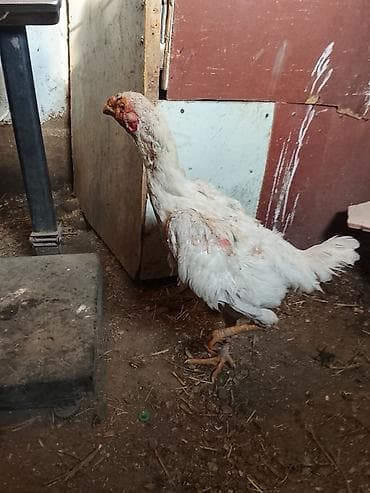 Продаю | Куры | Бойцовая | Для разведения at lalafo.kg Продаю | Куры | Бойцовая | Для разведения