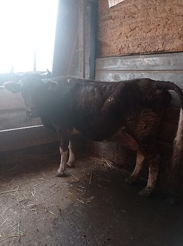 Продаю | Бык (самец) | На откорм | Привязанные at lalafo.kg Продаю | Бык (самец) | На откорм | Привязанные