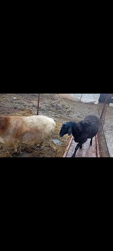 Продаю | Овца (самка) | Гиссарская, Арашан | Для разведения | Котные at lalafo.kg — 4 Продаю | Овца (самка) | Гиссарская, Арашан | Для разведения | Котные — 4