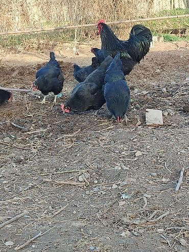 Продаю | Куры | Для разведения at lalafo.kg Продаю | Куры | Для разведения