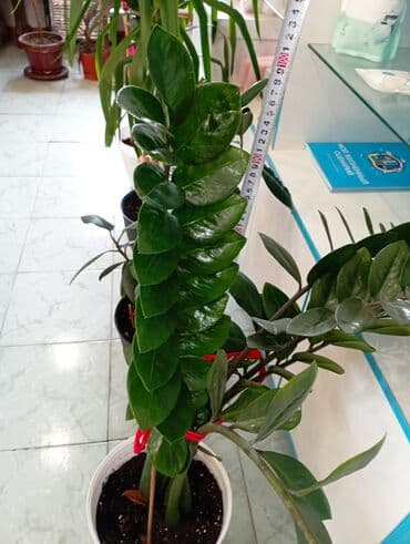 📣📣 Внимание, РАСПРОДАЖА!!!!Замиокулькас (Zamioculcas zamiifolia) в at lalafo.kg 📣📣 Внимание, РАСПРОДАЖА!!!!Замиокулькас (Zamioculcas zamiifolia) в