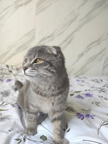 Шотландская вислоухая кошка (Scottish Fold) - Окрас: серебристо-серый at lalafo.kg Шотландская вислоухая кошка (Scottish Fold) - Окрас: серебристо-серый