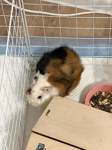 Отдадим в добрые руки🫶🏼 lalafo.kg да — 1 Отдадим в добрые руки🫶🏼 — 1