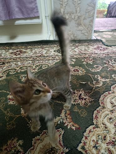 Игривая полосатая котёнок - Описание: миниатюрный котёнок с короткой at lalafo.kg Игривая полосатая котёнок - Описание: миниатюрный котёнок с короткой