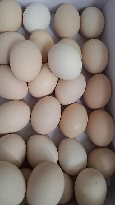Куриные яйца, домашние, светло-коричневые и белые, столовые. Средний at lalafo.kg Куриные яйца, домашние, светло-коричневые и белые, столовые. Средний