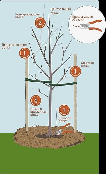 Профессиональная обрезка деревьев: безопасность и красота вашего at lalafo.kg — 4 Профессиональная обрезка деревьев: безопасность и красота вашего — 4