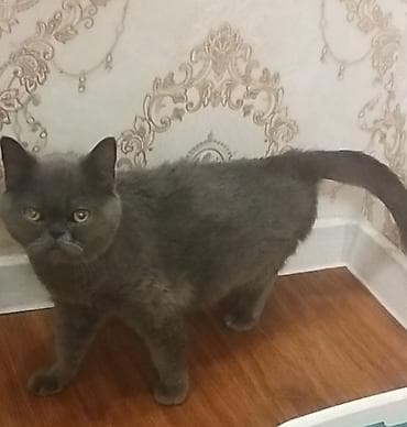 Британская короткошёрстная кошка, девочка 1, 5 месяцев( skotish fold at lalafo.kg Британская короткошёрстная кошка, девочка 1, 5 месяцев( skotish fold