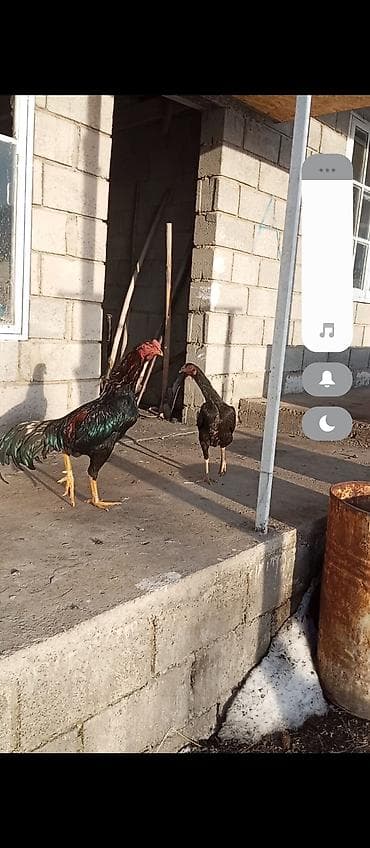Продаю | Петух | Бойцовая at lalafo.kg Продаю | Петух | Бойцовая