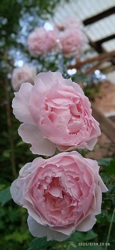 Роза: Саженцы Самовывоз at lalafo.kg — 5 Роза: Саженцы Самовывоз — 5