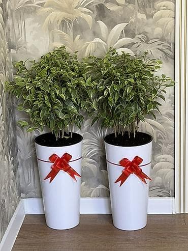 Сатылат! 🌿 Бийиктиги (горшок менен) — 80 см Баасы — 1650 сом Үйүңүзгө at lalafo.kg Сатылат! 🌿 Бийиктиги (горшок менен) — 80 см Баасы — 1650 сом Үйүңүзгө