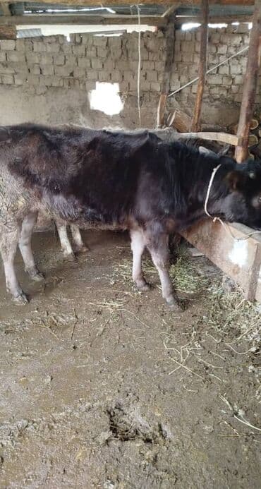 Продаю | Бык (самец) | На откорм at lalafo.kg Продаю | Бык (самец) | На откорм