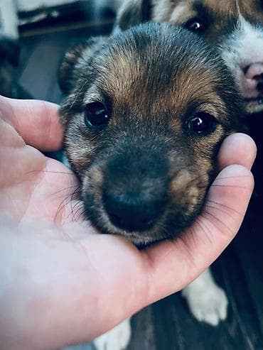 Щенки метисы, короткошёрстные. Компактные, с крепким телосложением и at lalafo.kg Щенки метисы, короткошёрстные. Компактные, с крепким телосложением и