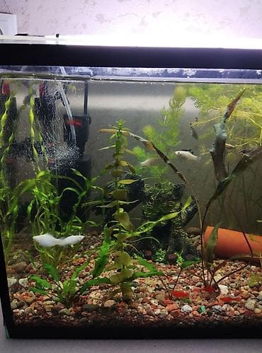 Продаю аквариум на 50 литров полный комплект+ рыбки а также всё что at lalafo.kg Продаю аквариум на 50 литров полный комплект+ рыбки а также всё что