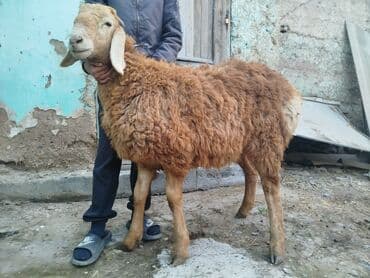 Продаю | Баран (самец) | Арашан | Для разведения | Племенные at lalafo.kg Продаю | Баран (самец) | Арашан | Для разведения | Племенные