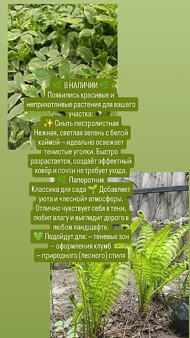 Садовые растения для тенистых зон и природного (лесного) стиля: - at lalafo.kg Садовые растения для тенистых зон и природного (лесного) стиля: -