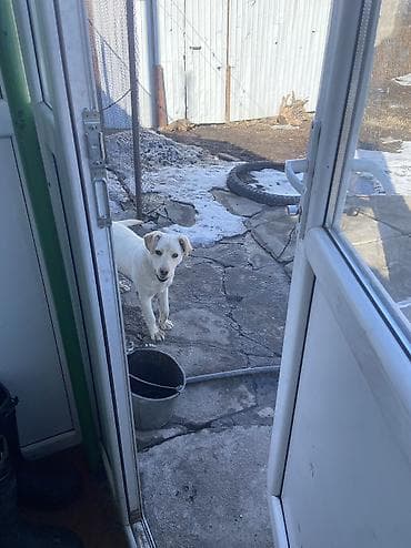 Лабрадор-ретривер, 6 месяцев, Самка at lalafo.kg Лабрадор-ретривер, 6 месяцев, Самка