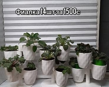 Фиалки (сенполии) в горшках. Доступные наборы: - 14 шт — 1500 с - 5 at lalafo.kg Фиалки (сенполии) в горшках. Доступные наборы: - 14 шт — 1500 с - 5