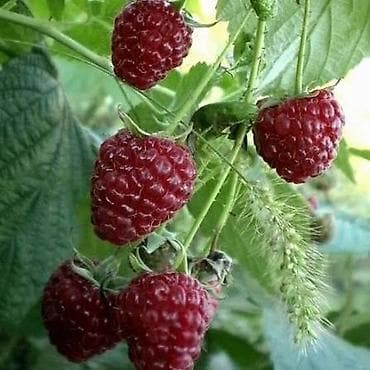 Саженцы малины Полька (ремонтантный сорт). Урожайность 200%. - at lalafo.kg Саженцы малины Полька (ремонтантный сорт). Урожайность 200%. -