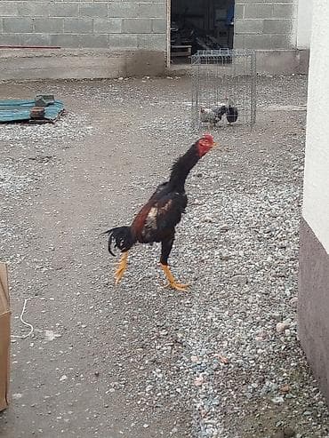 Дакан жожо короз сатылат Бир козу кор активный жаш алмашу жолдору бар at lalafo.kg Дакан жожо короз сатылат Бир козу кор активный жаш алмашу жолдору бар