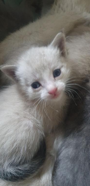 Одна штука 100 сом Очаровательные котята от домашней кошки at lalafo.kg Одна штука 100 сом Очаровательные котята от домашней кошки