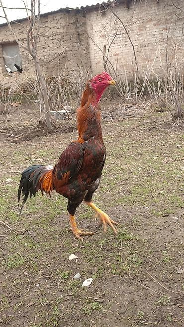 Продаю | Петух | Бойцовая | Для разведения at lalafo.kg Продаю | Петух | Бойцовая | Для разведения