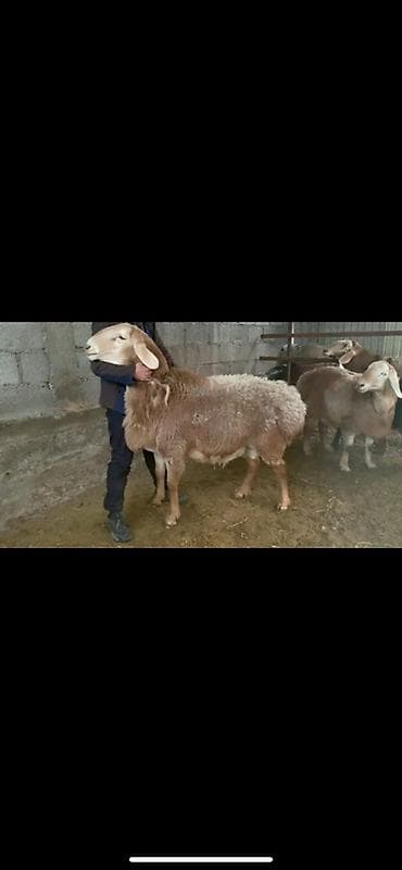 Продаю | Баран (самец) | Арашан | Племенные at lalafo.kg Продаю | Баран (самец) | Арашан | Племенные