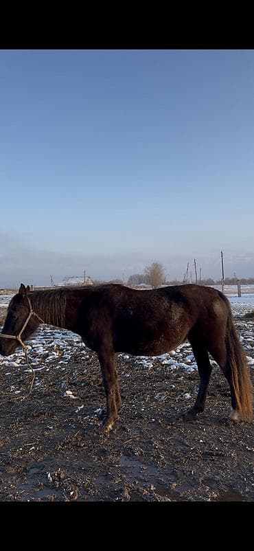 Продаю | Кобыла (самка) at lalafo.kg Продаю | Кобыла (самка)