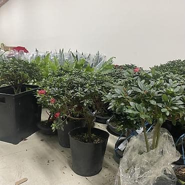 Азалия штамбовая в декоративном горшке - Компактное деревце с плотной at lalafo.kg Азалия штамбовая в декоративном горшке - Компактное деревце с плотной