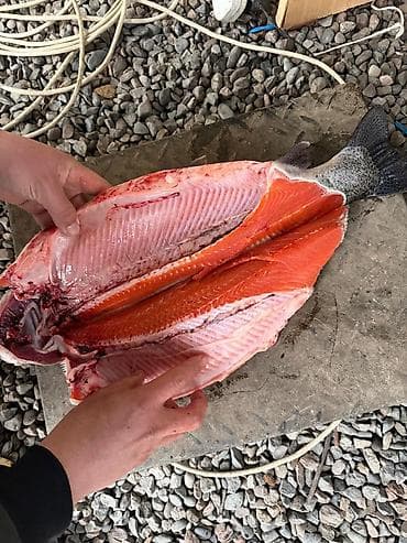 Свежая фарель премиум класса. ( корм скреттинг) . от. 530 сом в at lalafo.kg Свежая фарель премиум класса. ( корм скреттинг) . от. 530 сом в