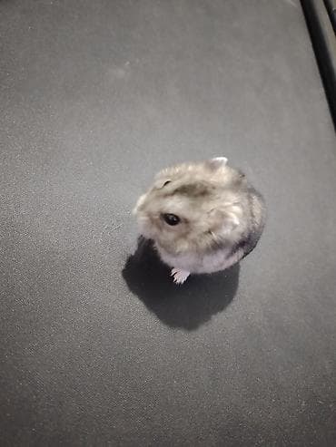 Хомяк джунгарик 2 месяца мелкий грызун в наличии 3 девочки и 1 at lalafo.kg Хомяк джунгарик 2 месяца мелкий грызун в наличии 3 девочки и 1