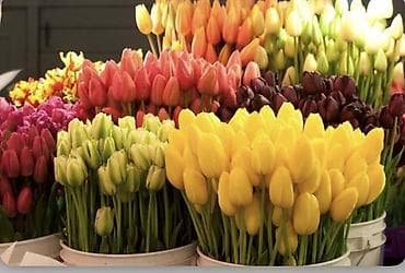 Яркие, свежие привозные тюльпаны 🌷 Большой выбор красивых расцветок и at lalafo.kg Яркие, свежие привозные тюльпаны 🌷 Большой выбор красивых расцветок и