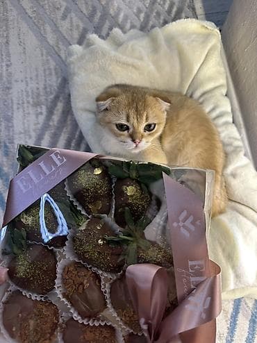 Скотиш Фолд (Шотландская вислоухая), 4 месяца, Мальчик, Золотая шиншилла, Приучена к лотку, С документами, С прививками at lalafo.kg Скотиш Фолд (Шотландская вислоухая), 4 месяца, Мальчик, Золотая шиншилла, Приучена к лотку, С документами, С прививками