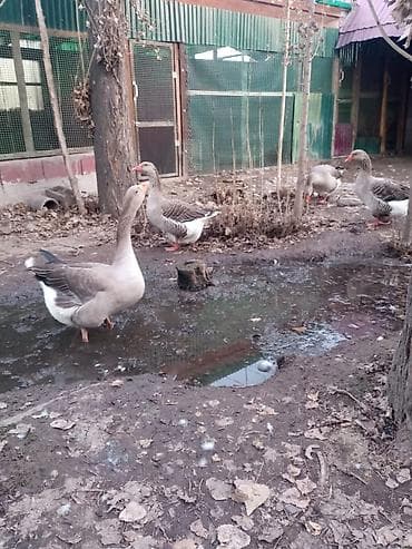 Мускус өрдөк эти: Продаю инкубационное яйцо гусей крупной серой Шадринской породы lalafo.kg да — 1 Мускус өрдөк эти: Продаю инкубационное яйцо гусей крупной серой Шадринской породы — 1