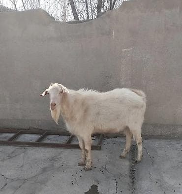 Продаю | Козёл (самец) | Зааненская | Для разведения | Осеменитель at lalafo.kg Продаю | Козёл (самец) | Зааненская | Для разведения | Осеменитель