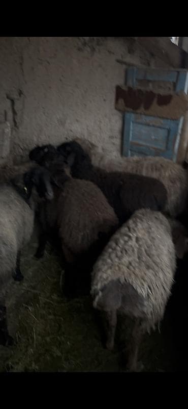Продаю | Овца (самка) | Для разведения at lalafo.kg — 1 Продаю | Овца (самка) | Для разведения — 1