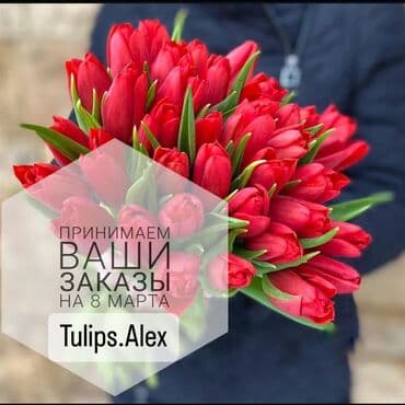 Рассада цветка: Тюльпаны at lalafo.kg Рассада цветка: Тюльпаны