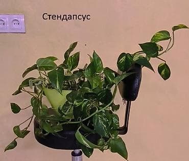 Аглаонемалар: #Аллоказии/Сингонеумы/ Прочее-Домашние - Адаптированные!!! lalafo.kg да — 2 Аглаонемалар: #Аллоказии/Сингонеумы/ Прочее-Домашние - Адаптированные!!! — 2