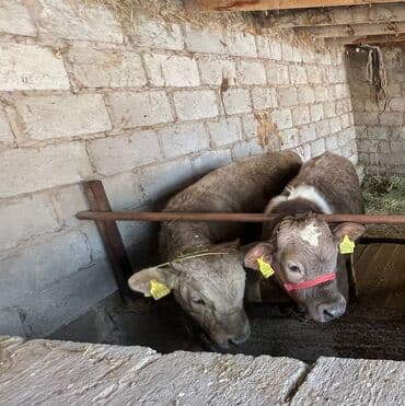 Продаю | Бык (самец) | Швицкая | На откорм | Искусственник at lalafo.kg Продаю | Бык (самец) | Швицкая | На откорм | Искусственник