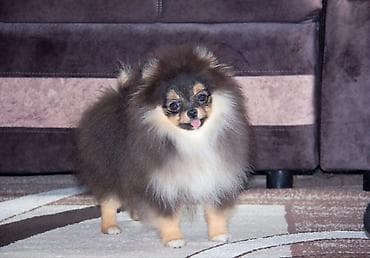 Шпиц, 5 месяцев, Самец, С прививкой at lalafo.kg Шпиц, 5 месяцев, Самец, С прививкой