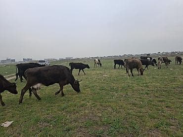 Продаю | Корова (самка) | Полукровка | Для молока | После отела at lalafo.kg Продаю | Корова (самка) | Полукровка | Для молока | После отела