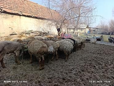 Продаю | Овца (самка) | Для разведения | Племенные at lalafo.kg Продаю | Овца (самка) | Для разведения | Племенные