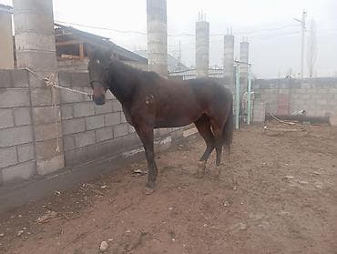 Продаю | Конь (самец), Жеребец | Английская, Кара Жорго | Для разведения, Конный спорт | Племенные, Осеменитель at lalafo.kg Продаю | Конь (самец), Жеребец | Английская, Кара Жорго | Для разведения, Конный спорт | Племенные, Осеменитель