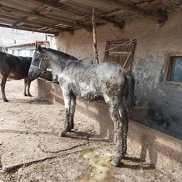 Продаю | Жеребенок | Рабочий | Мерин at lalafo.kg Продаю | Жеребенок | Рабочий | Мерин