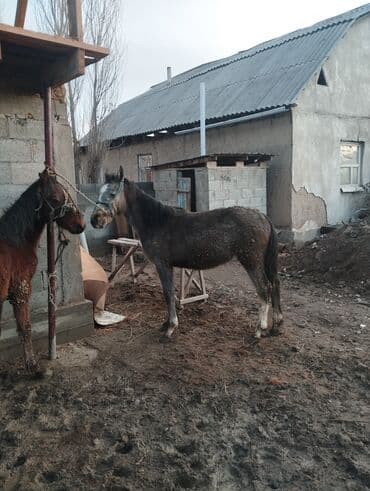 Продаю | Жеребец | Рабочий at lalafo.kg Продаю | Жеребец | Рабочий