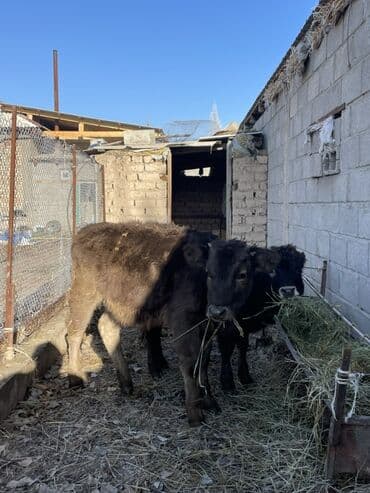 Продаю | Тёлка | На откорм | Привязанные at lalafo.kg Продаю | Тёлка | На откорм | Привязанные